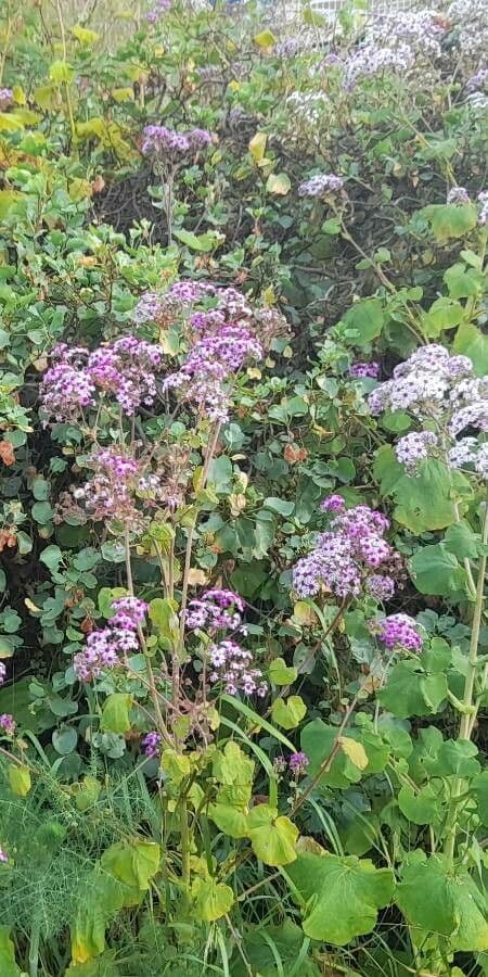 Pericallis 6