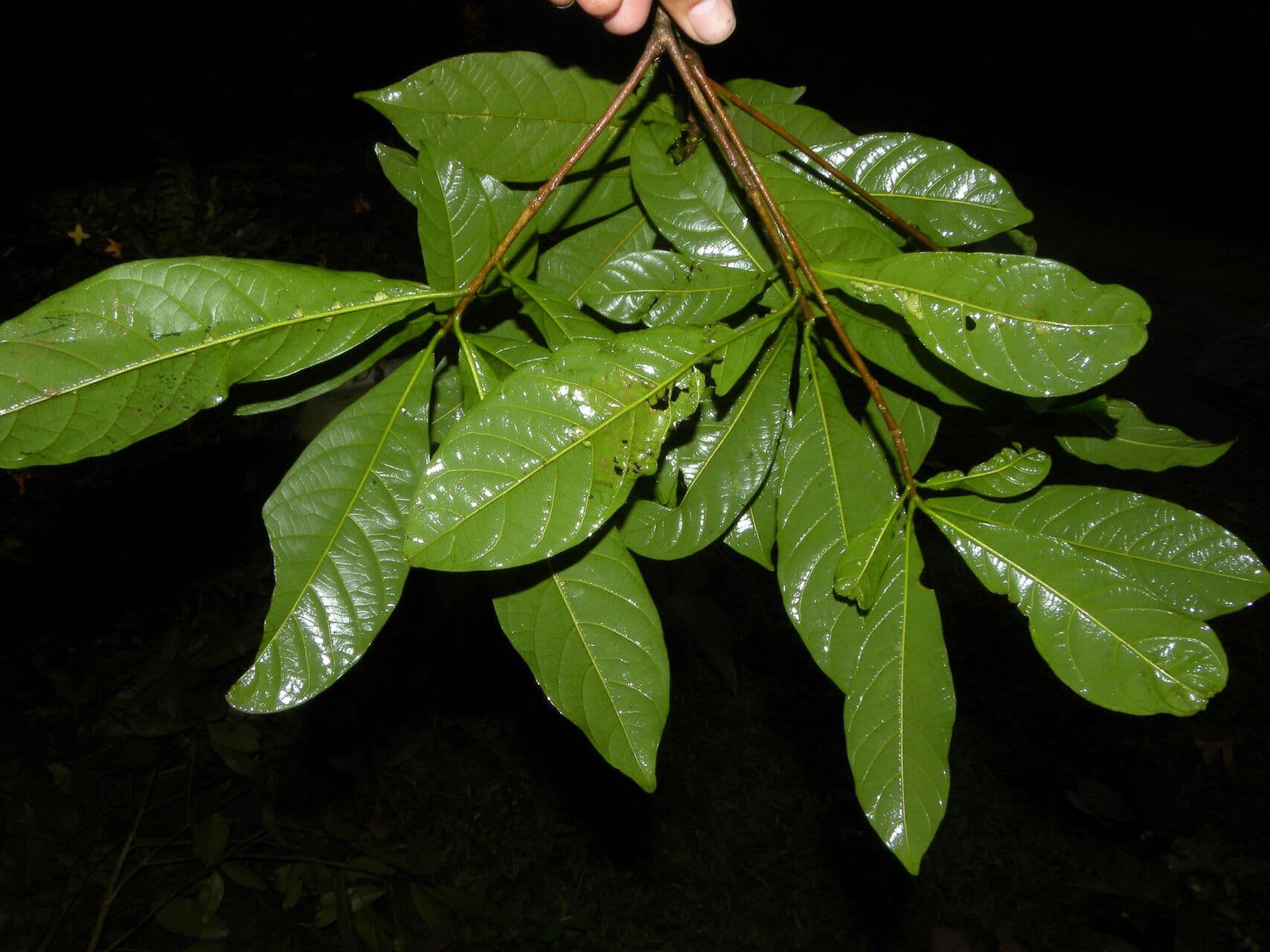 Sideroxylon 3