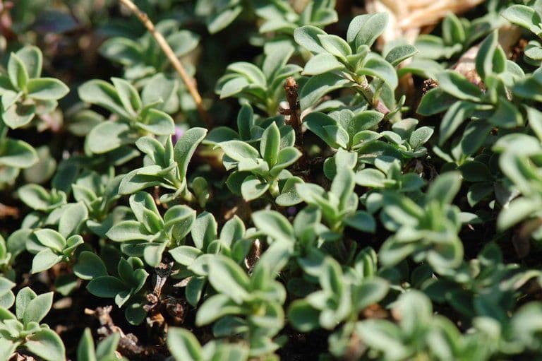 Penstemon Davidsona 9