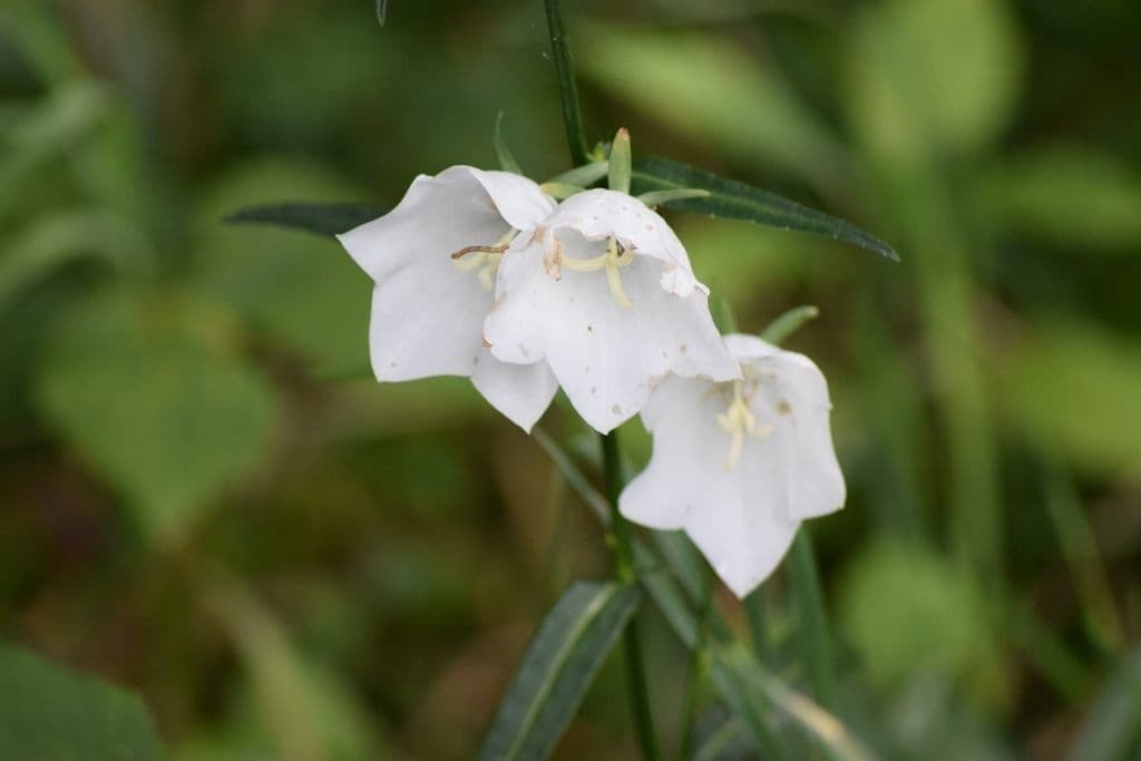 Campanula dei Carpazi 2