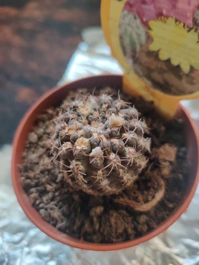 Copiapoa 8
