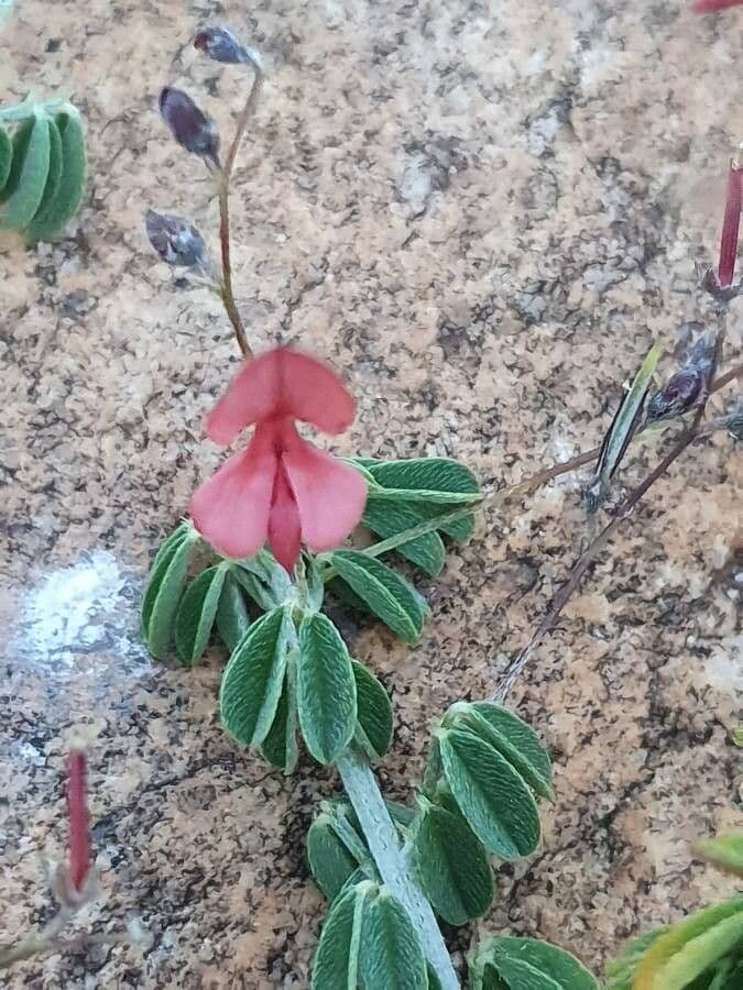 Indigofera 8