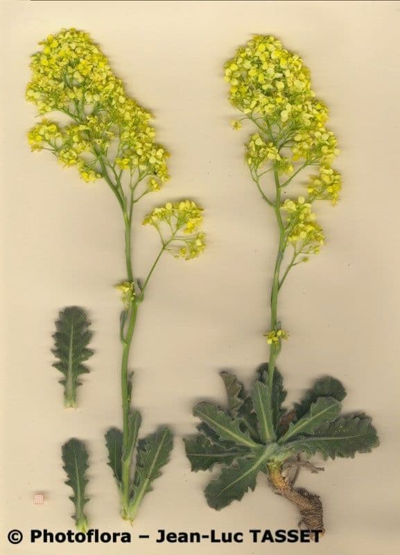 Biscutella frutescens 6
