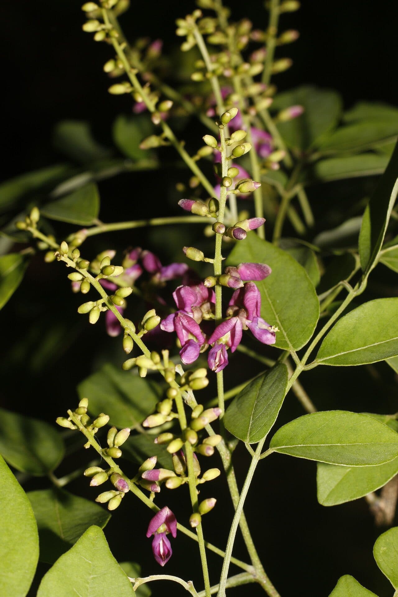 Lonchocarpus 3