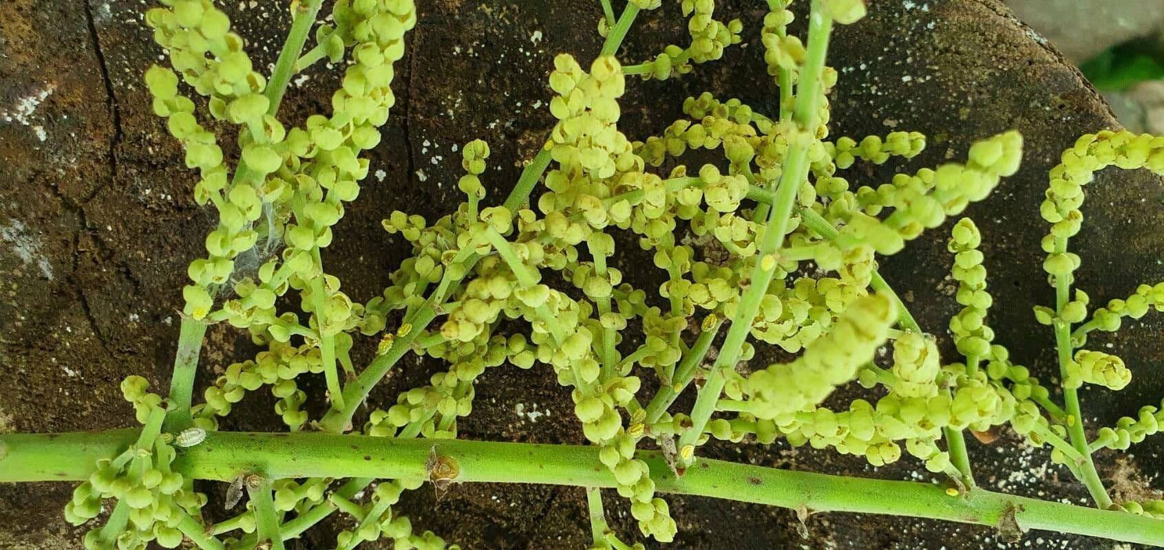 Macaranga 2