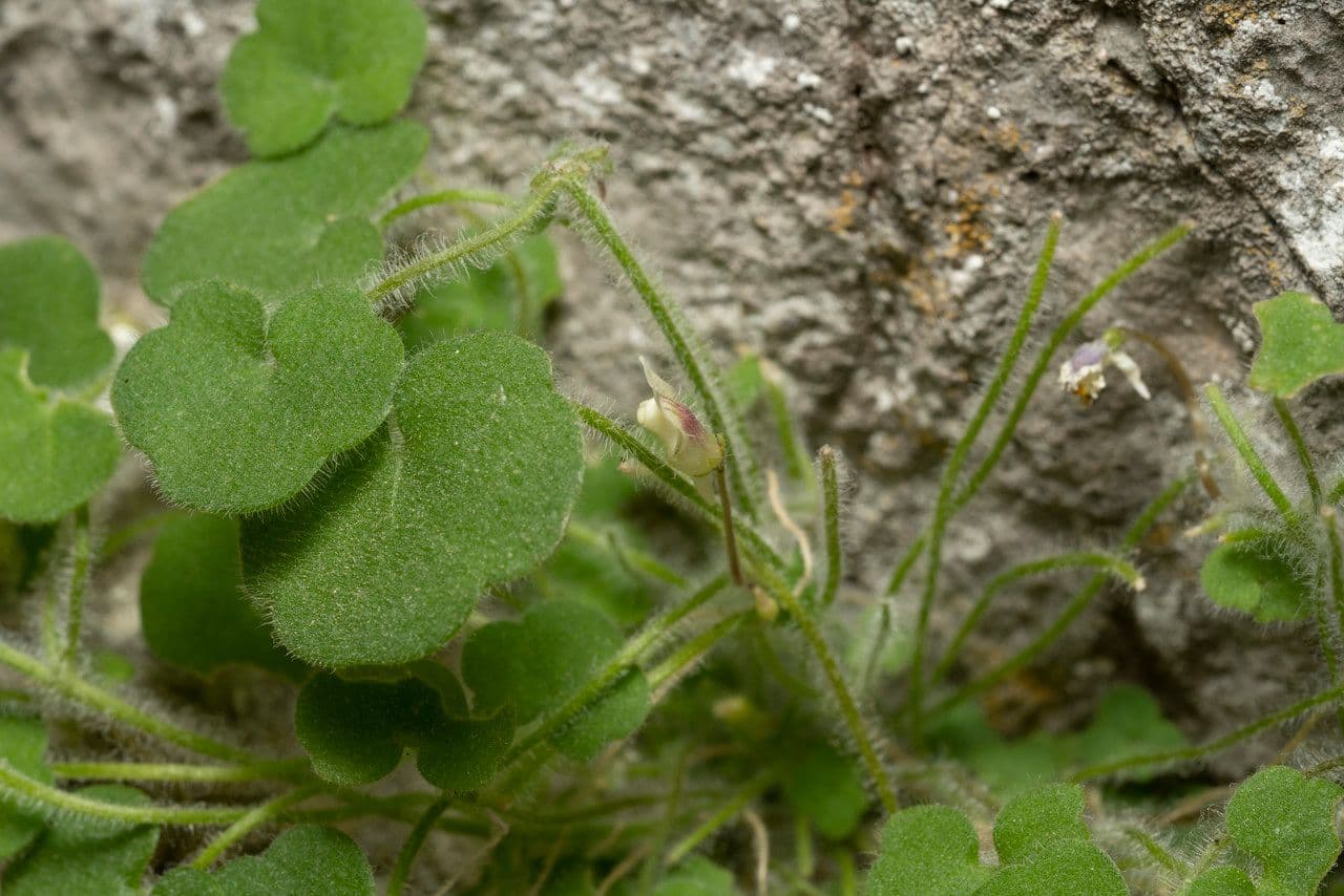 Cymbalaria 8