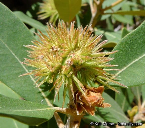 Chrysolepis sempervirens 9