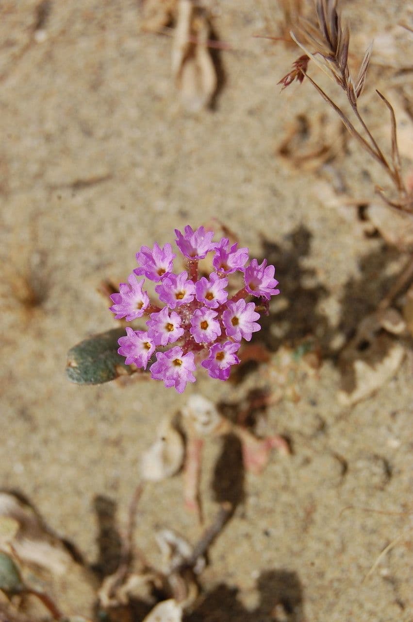 Mojave-Sand-Verbene 4