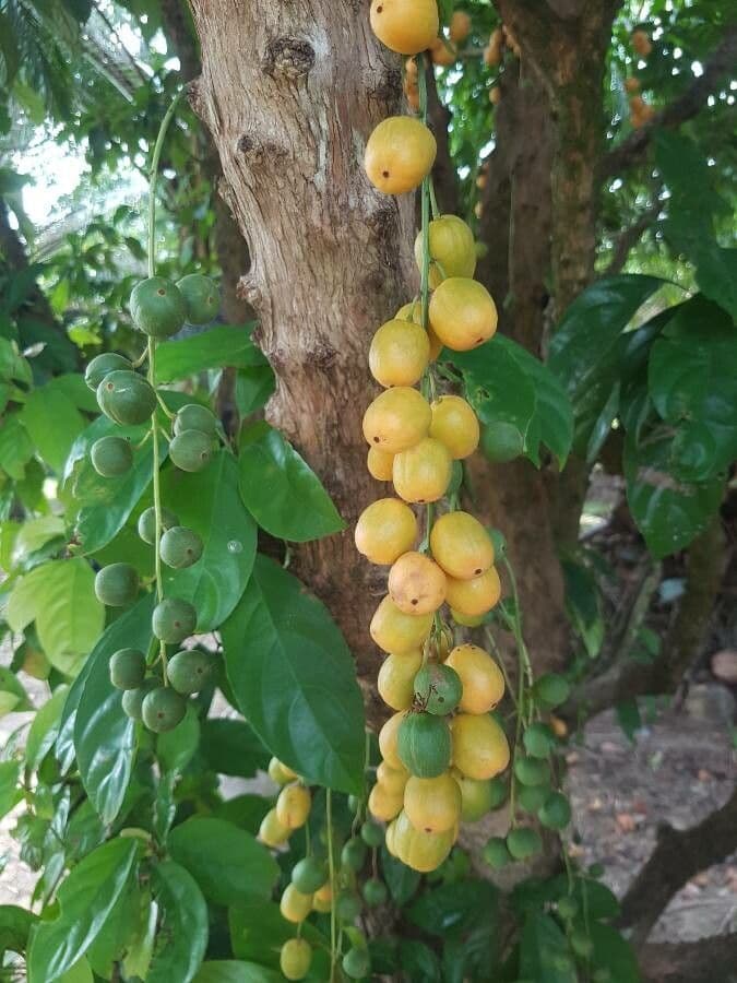 Baccaurea 2