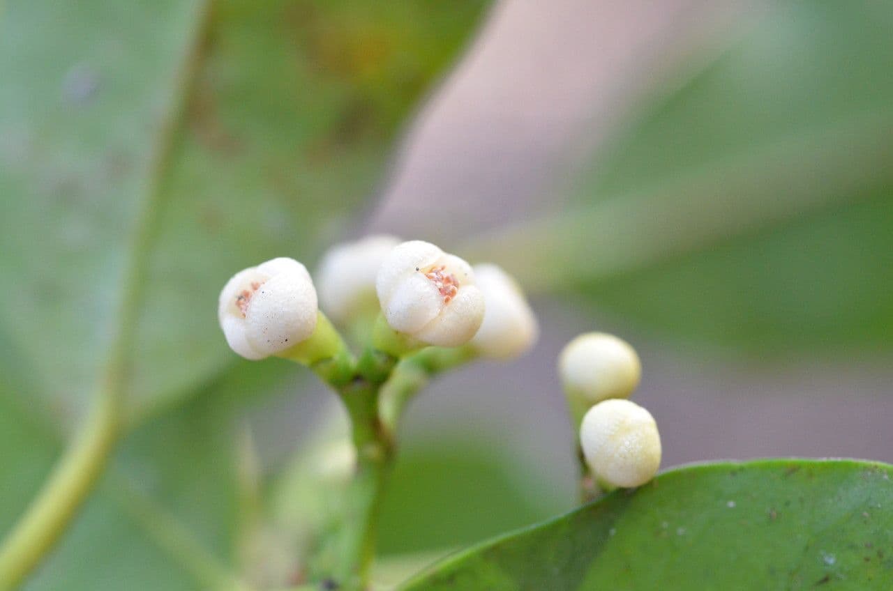 Dichtblütige Garcinie 2