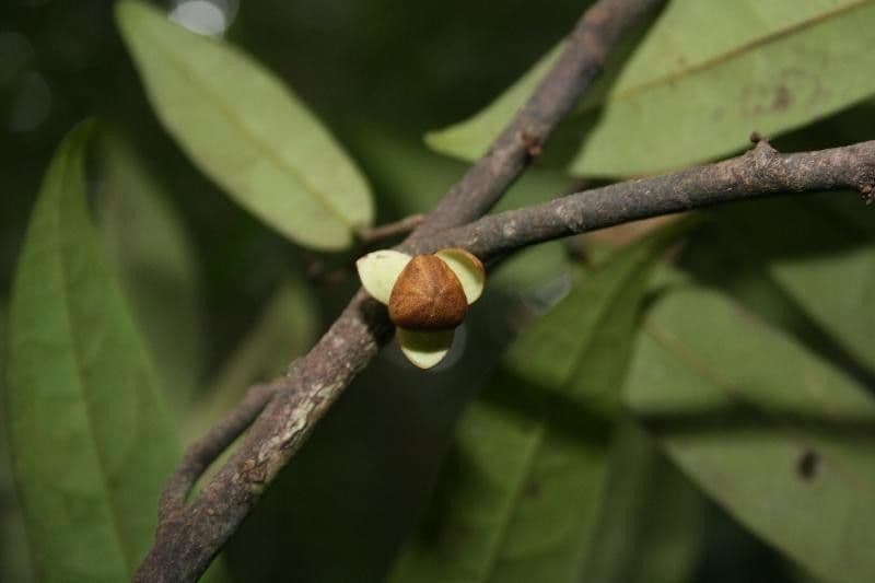 Anaxagorea 4