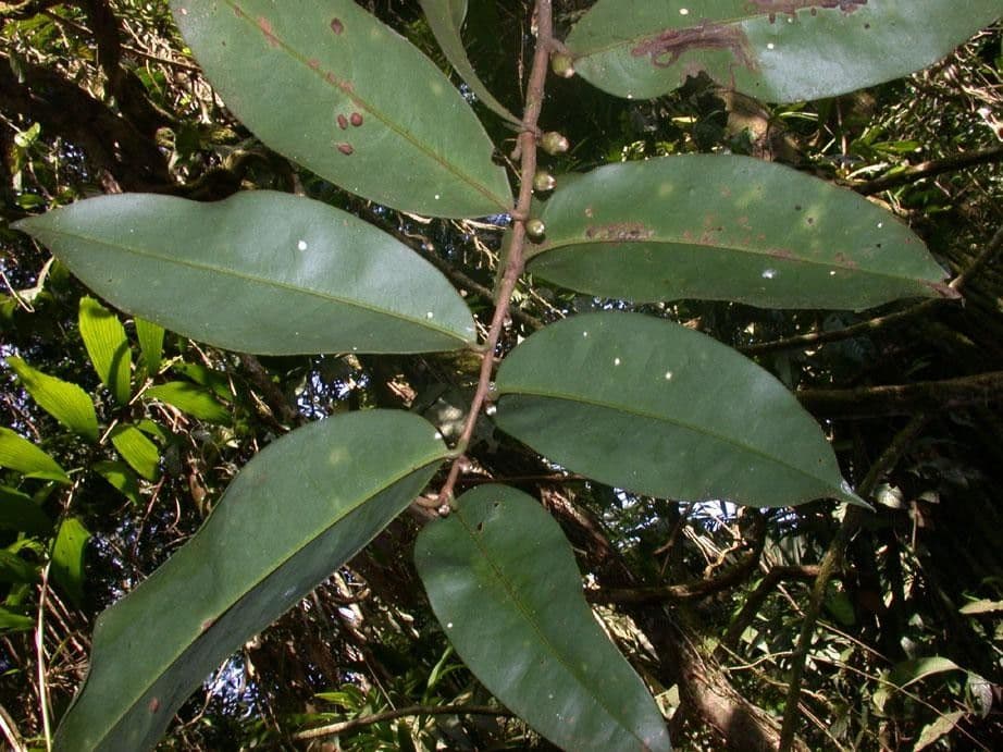 Xylopia 15