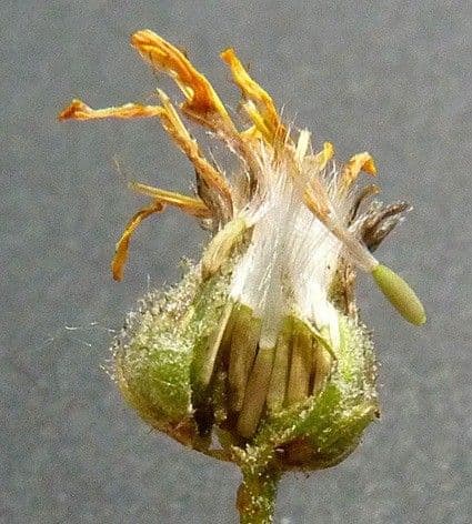 Radicchiella capillare 4