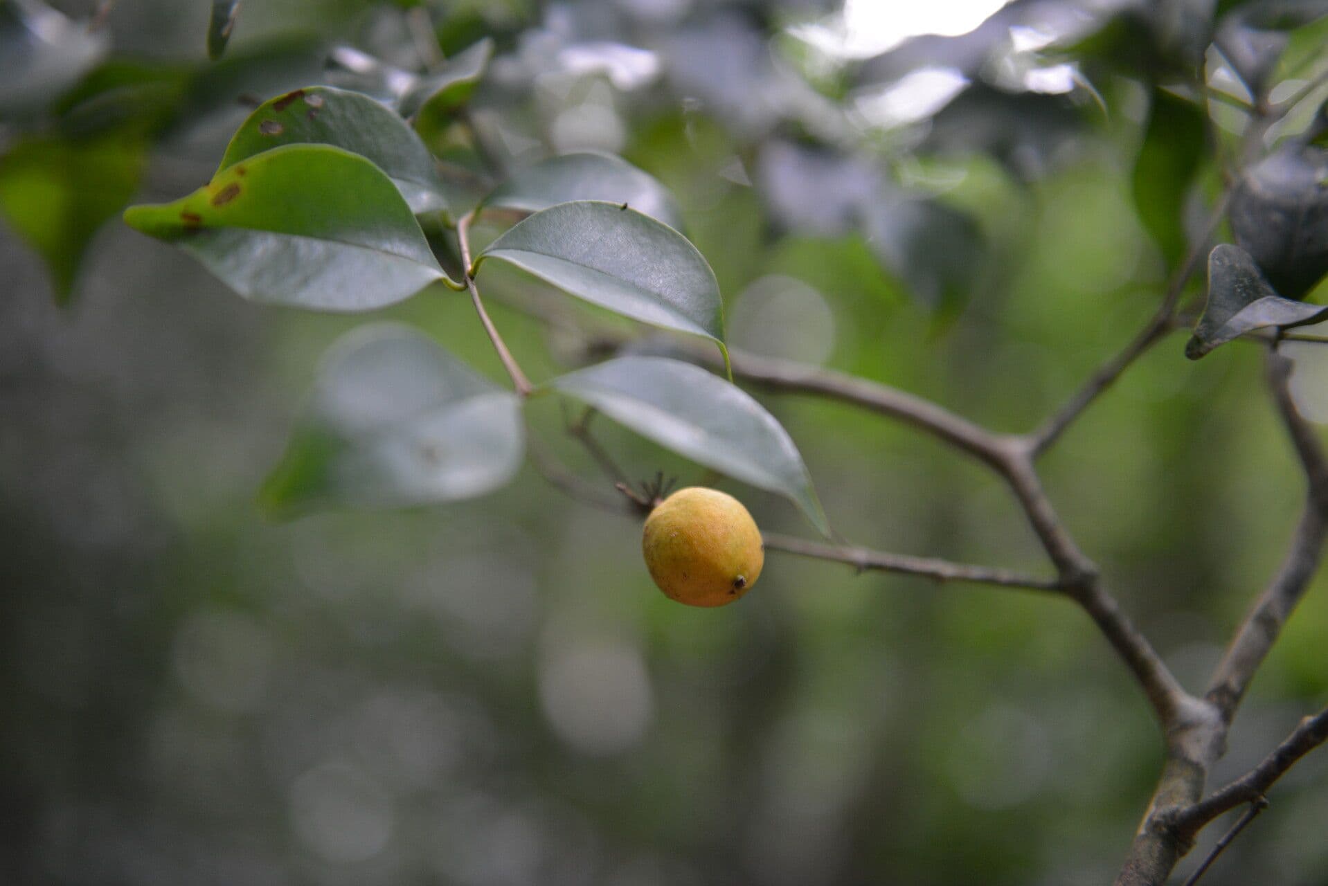 Eugenia costaricensis 4