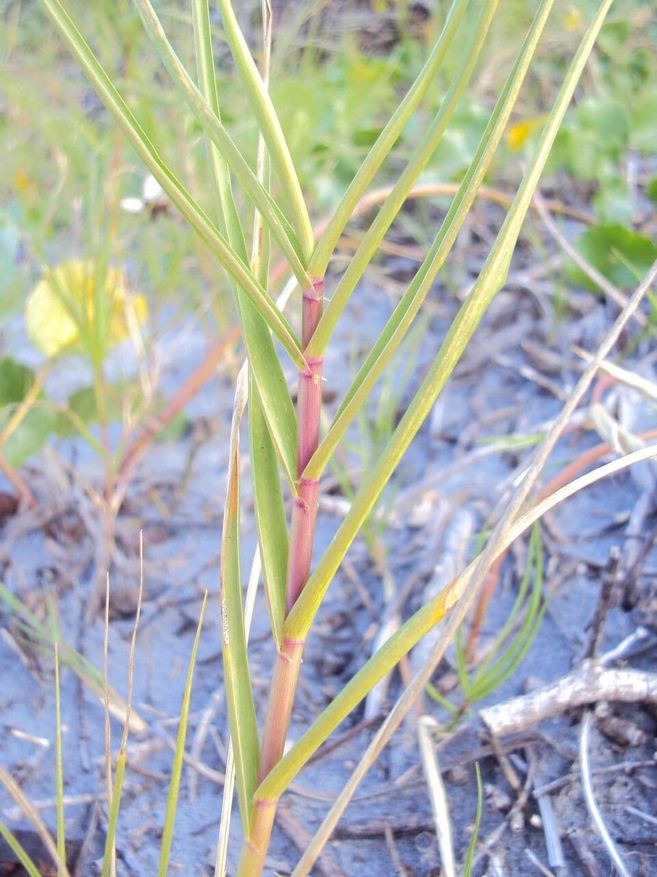 Sporobolus virginicus 9