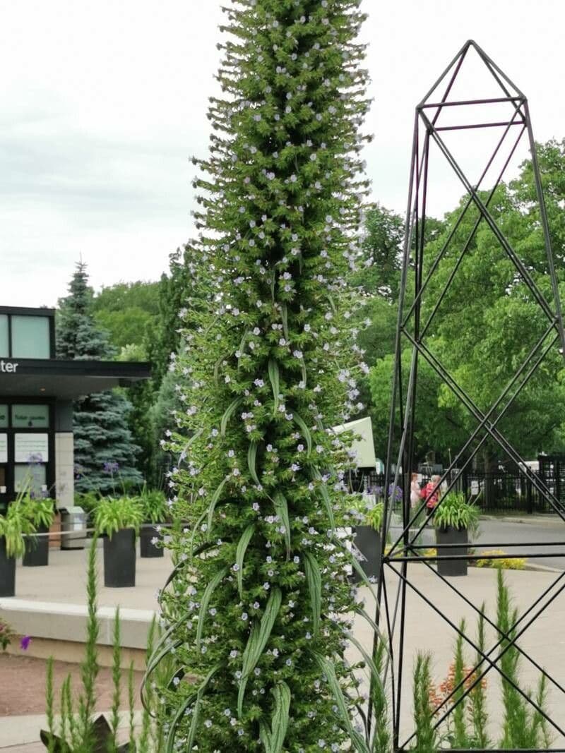 Echium pininana 5