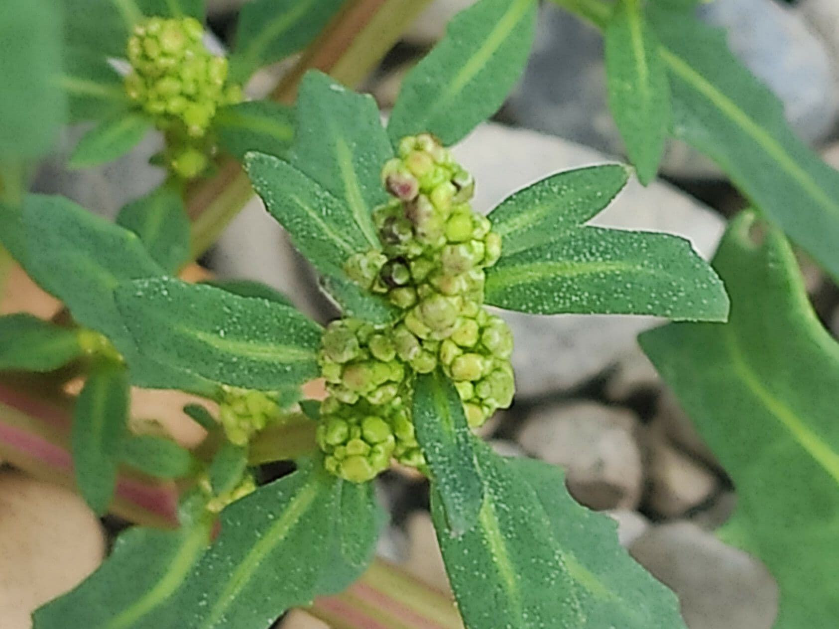 Chénopode glauque 4