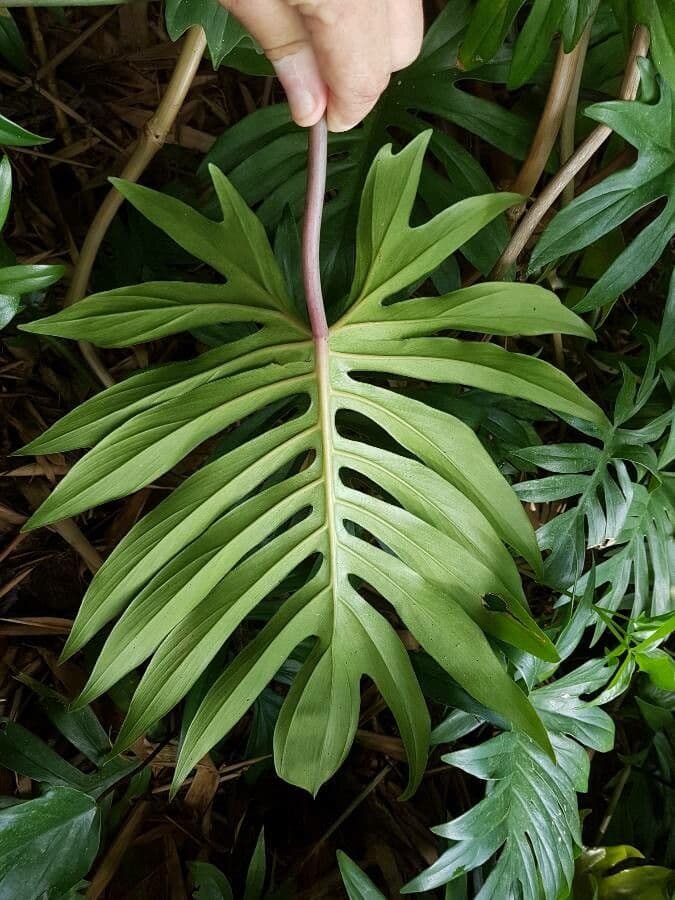Philodendron