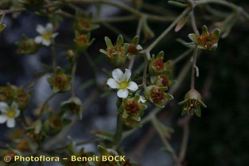 Verschlungene Steinbrech 16