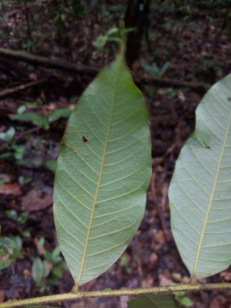 Talisia