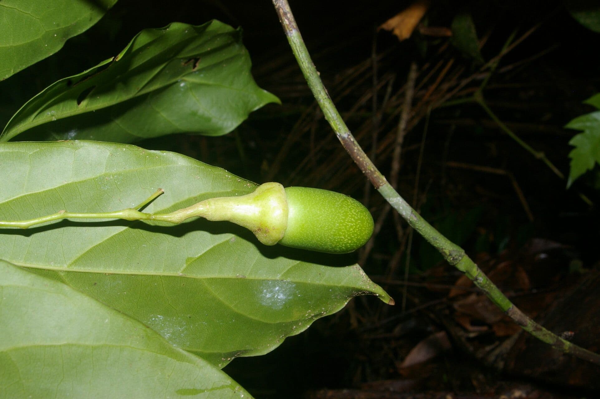 Ocotea