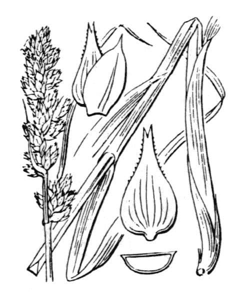 Fuchs-Segge 24
