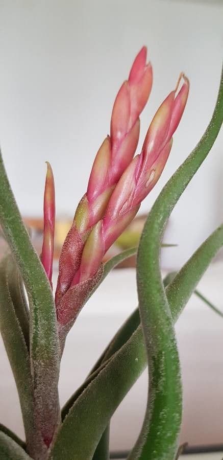 Tillandsia 3