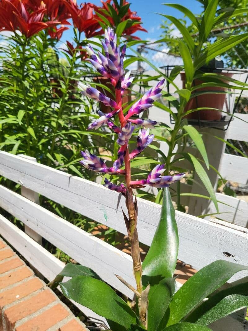 Aechmea 14