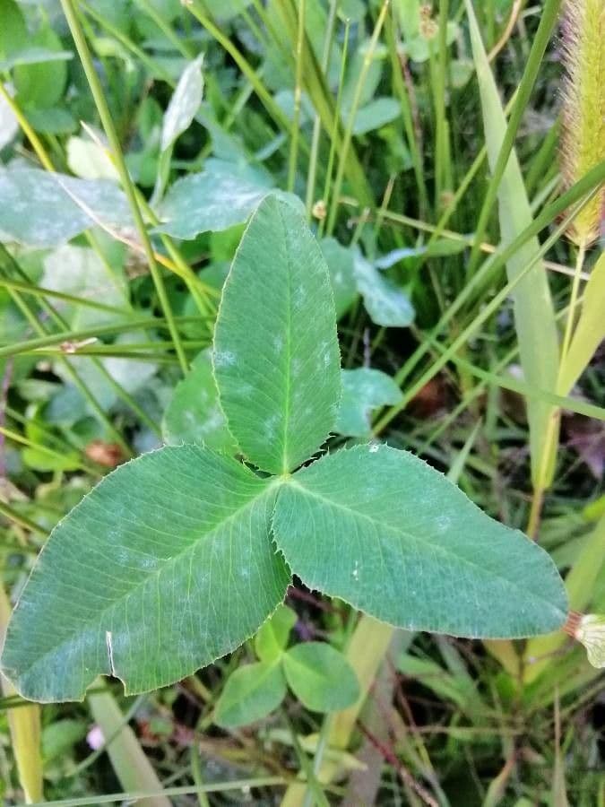 Trifoglio ibrido 19