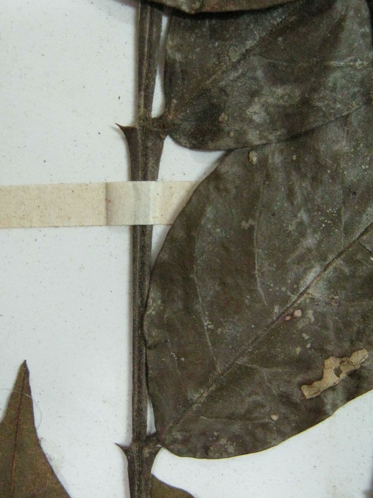 Swartzia