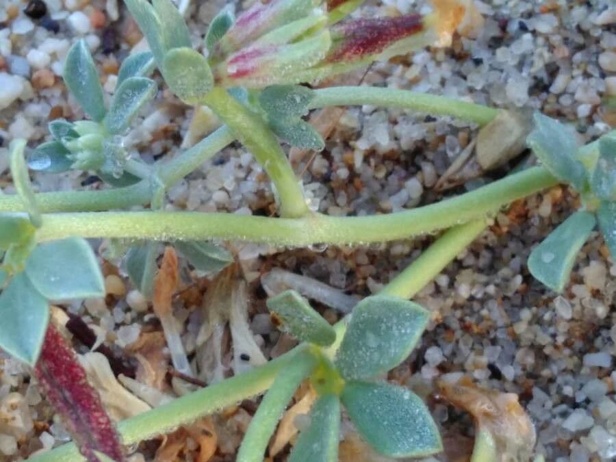 Lotus cytisoides 21