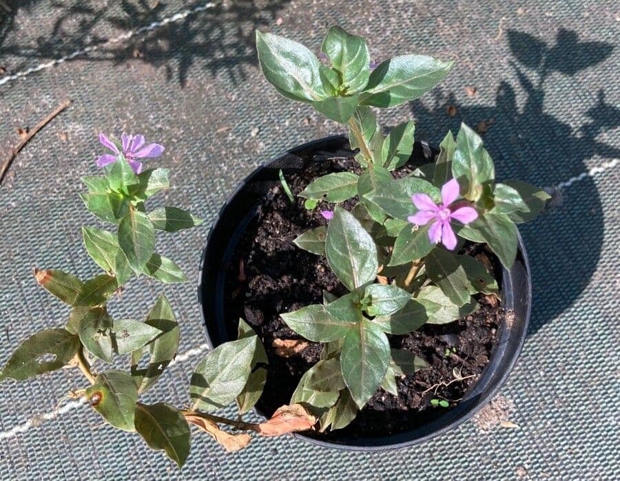 Cuphea strigulosa 7