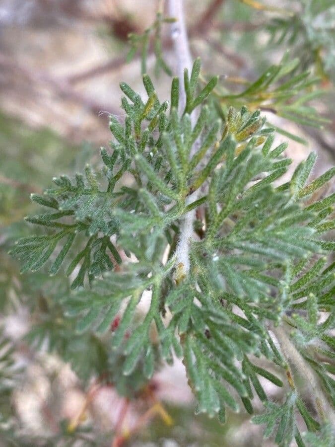 Grevillea 20