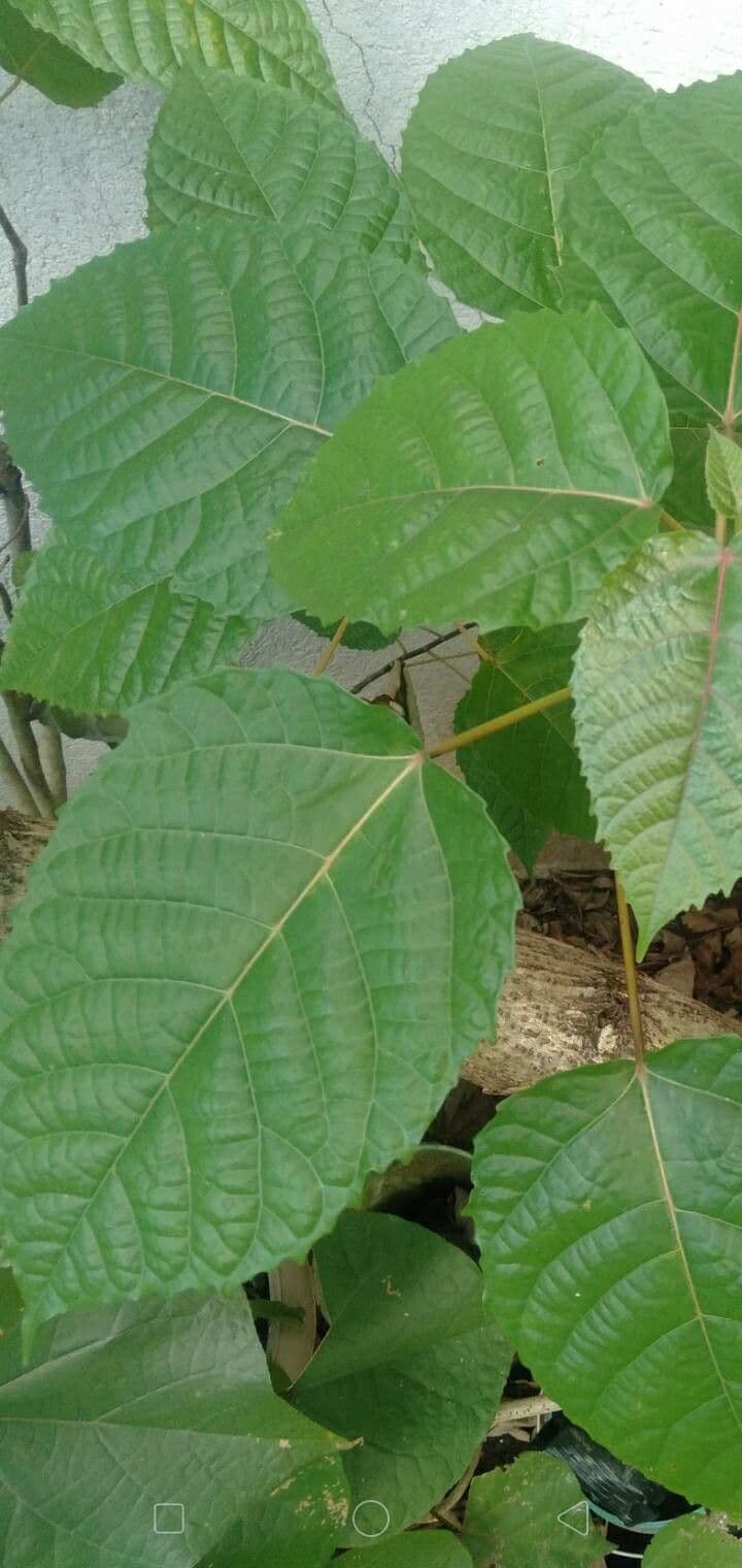 Urera 15