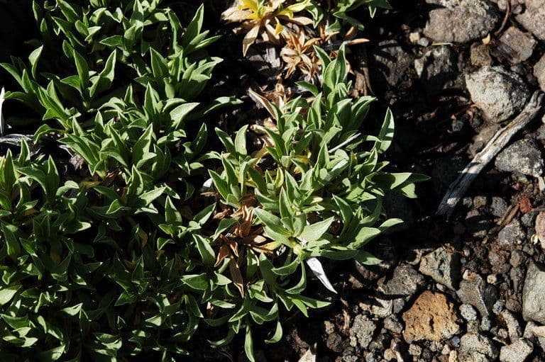 Stenotus acaulis 12