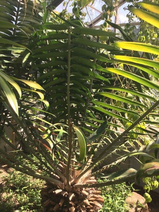 Encephalartos