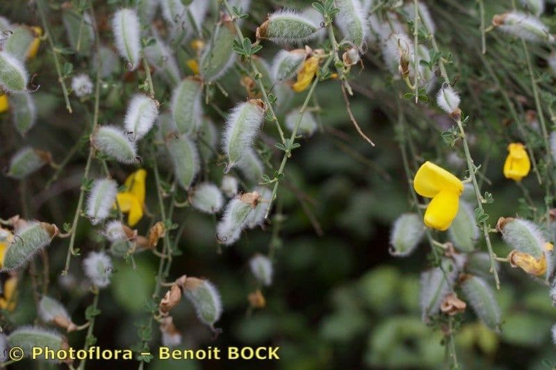 Janovec veľkokvetý 10