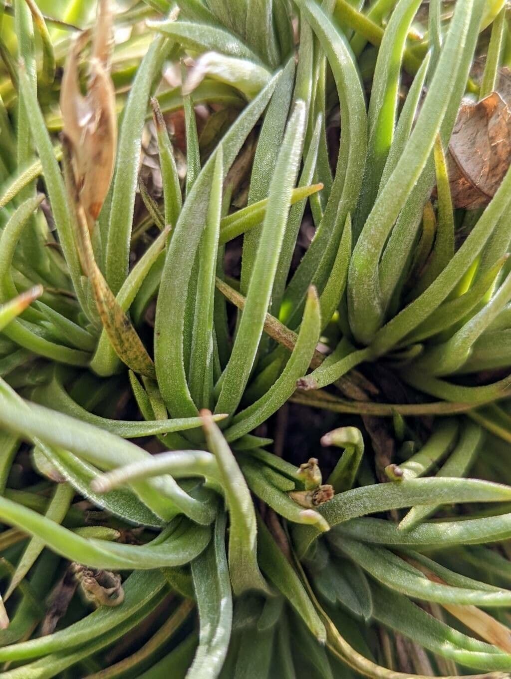 Tillandsia 8