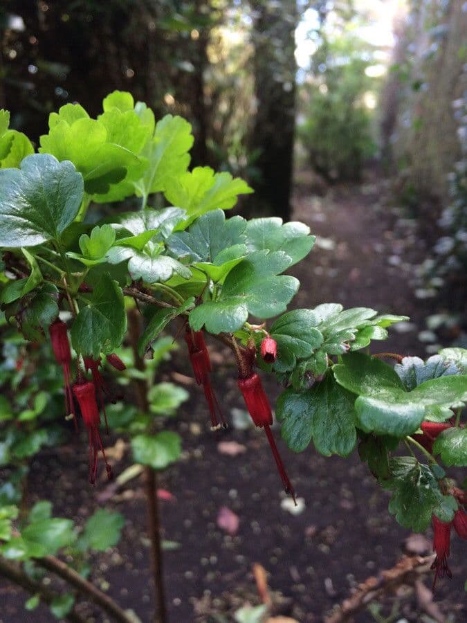 Fuchsiöse johannisbeere 20