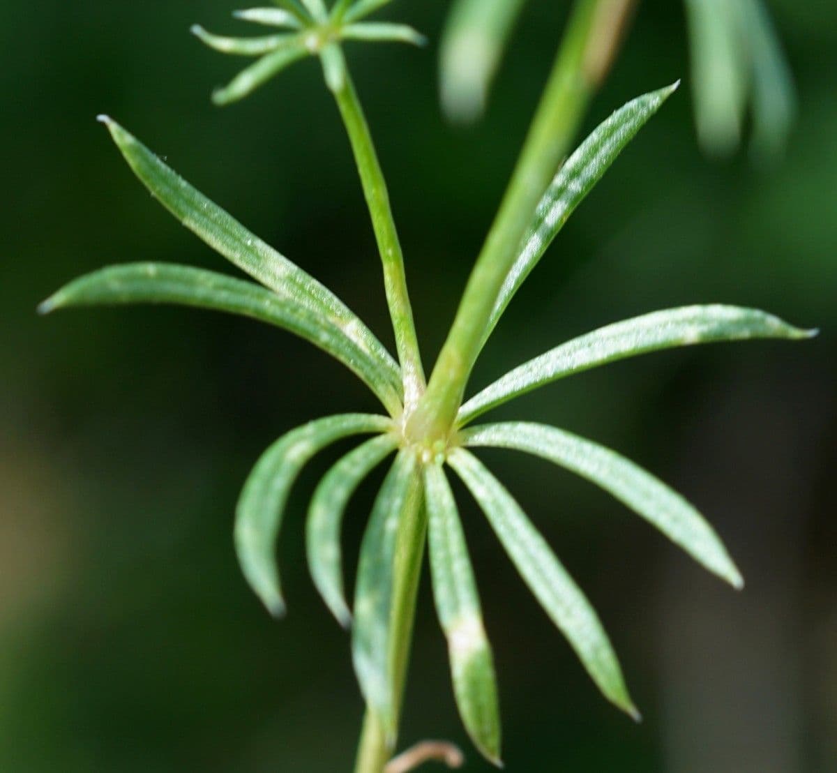 Rubiacea 14