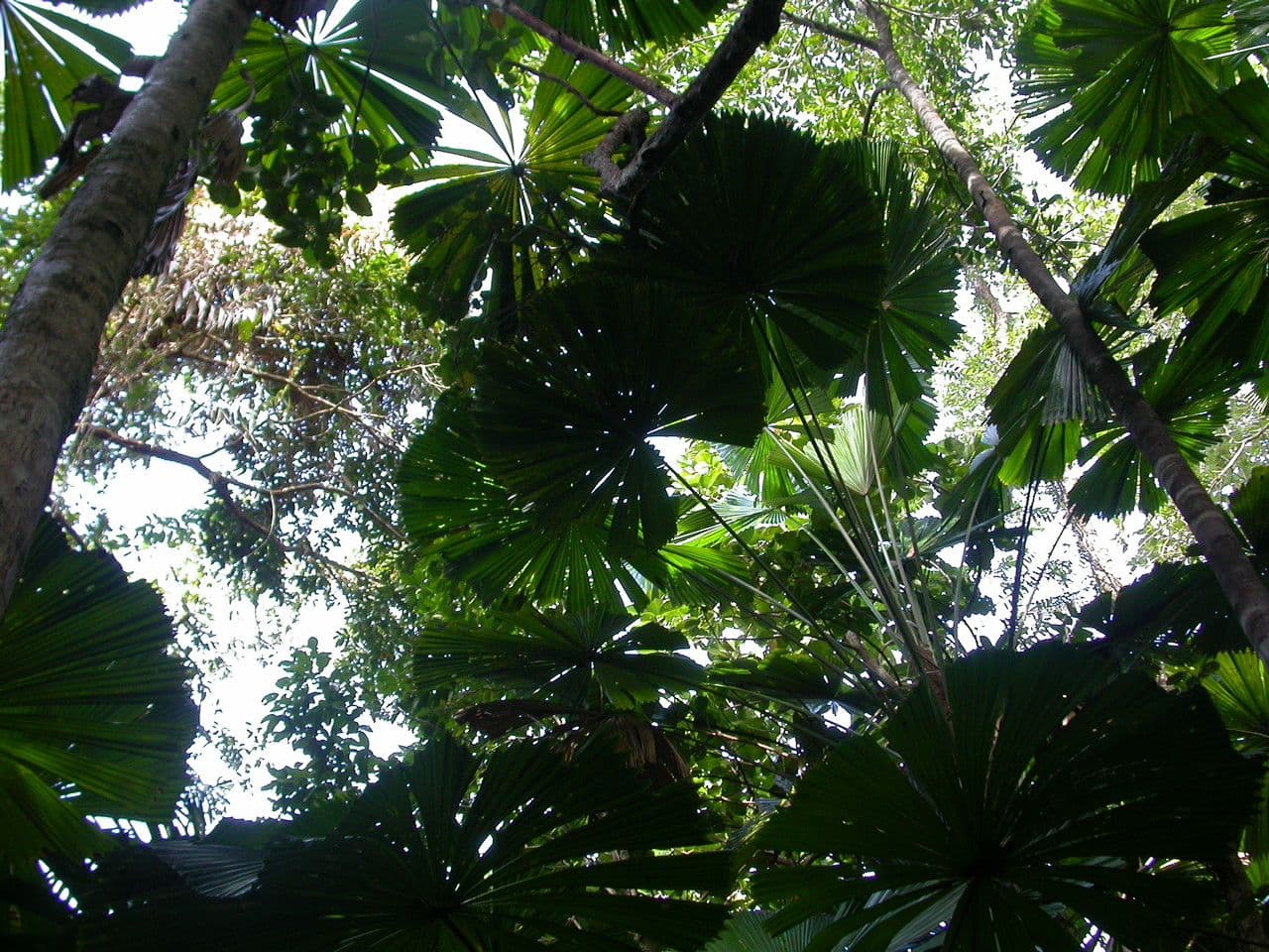 Licuala 13
