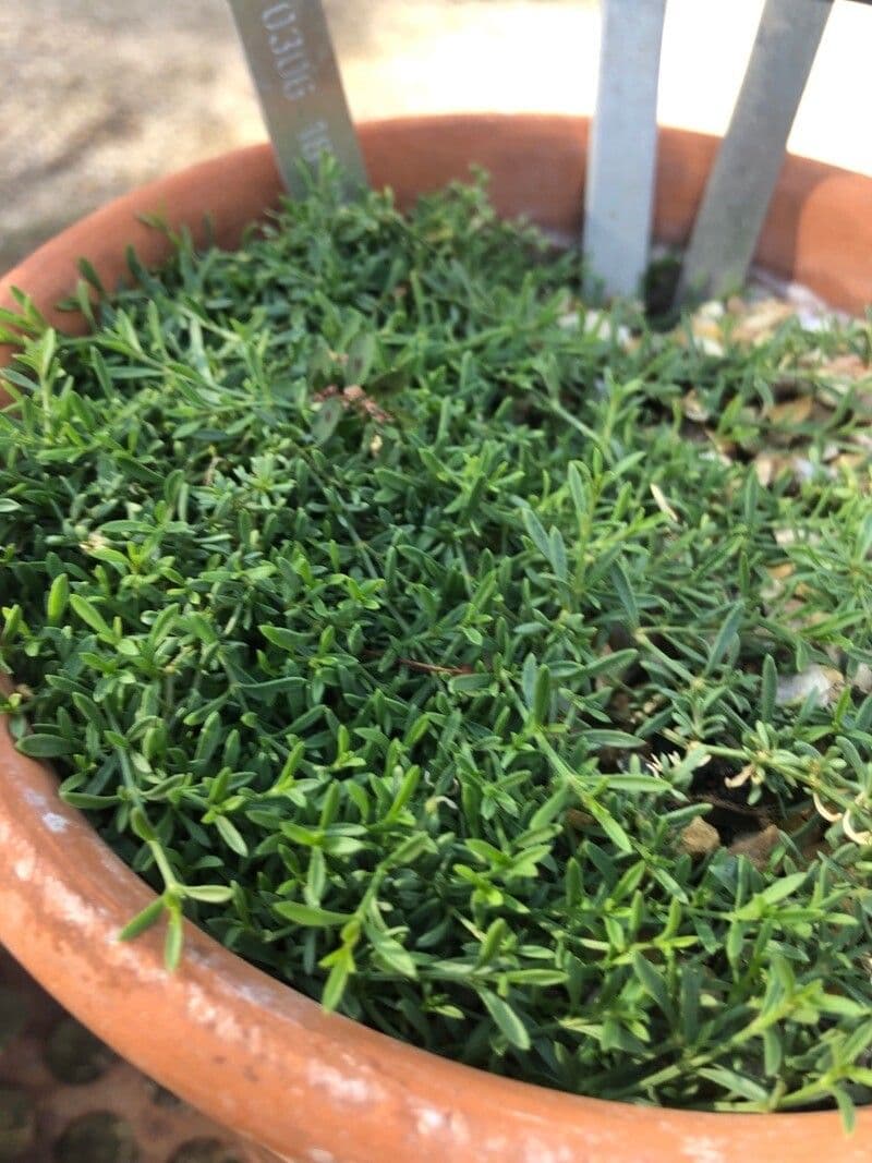 Ortegia hispanica 6
