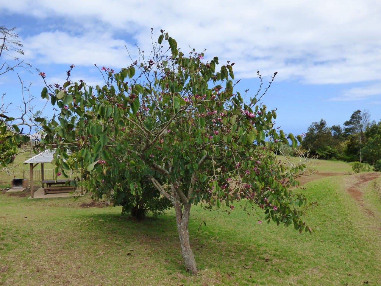 Bauhinia variegata 13