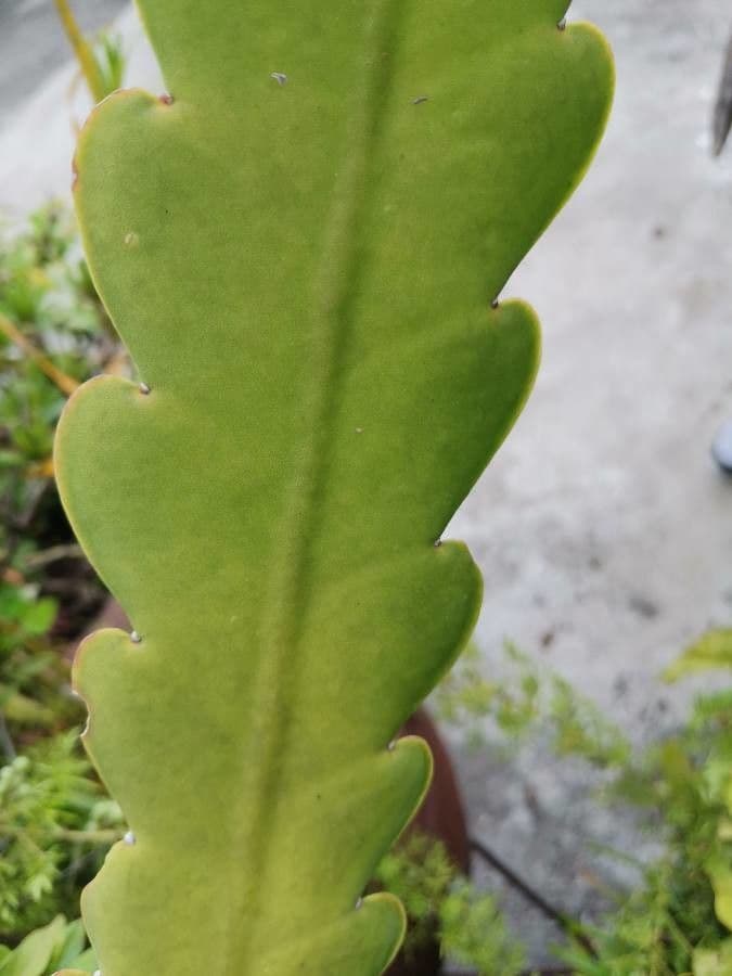 Cactus grimpant 13