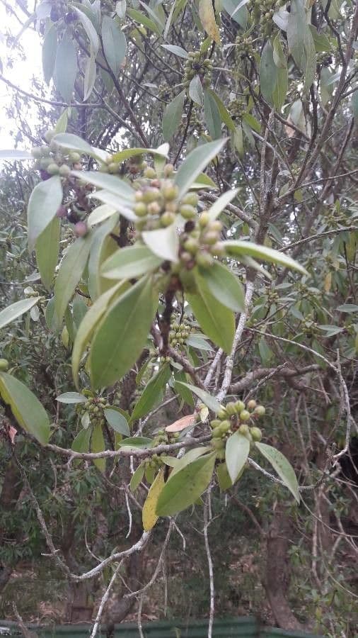 Schlankblättriges Myoporum 5