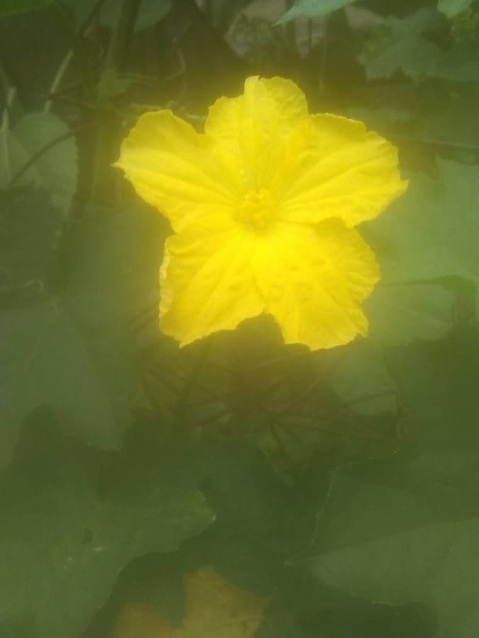 Luffa 9