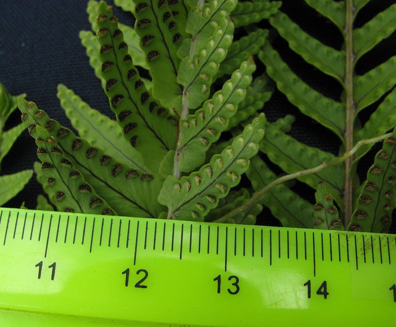 Nephrolepis ondulata 2