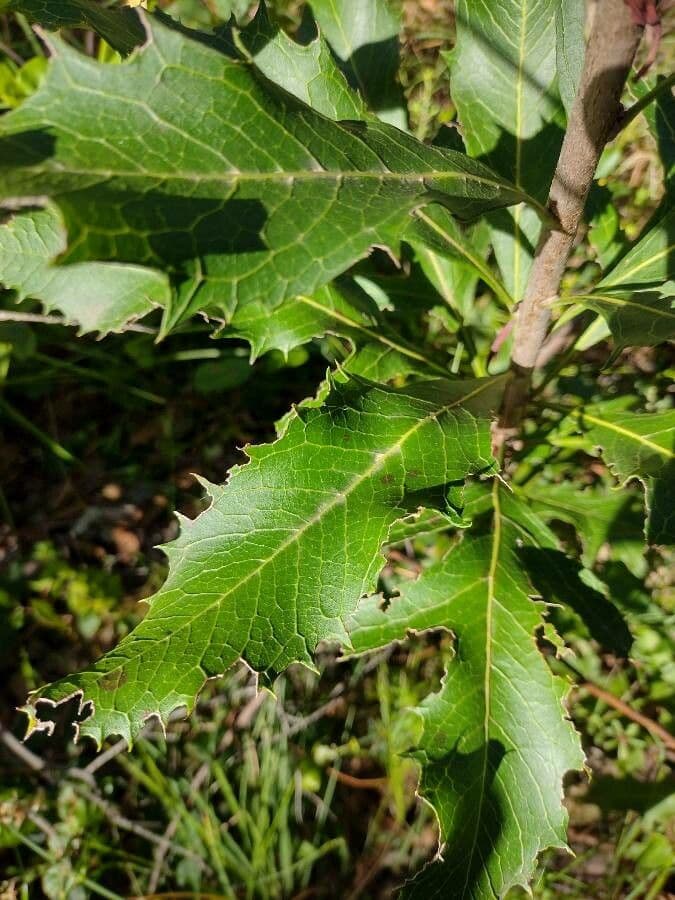 Telopea speciosissima 16