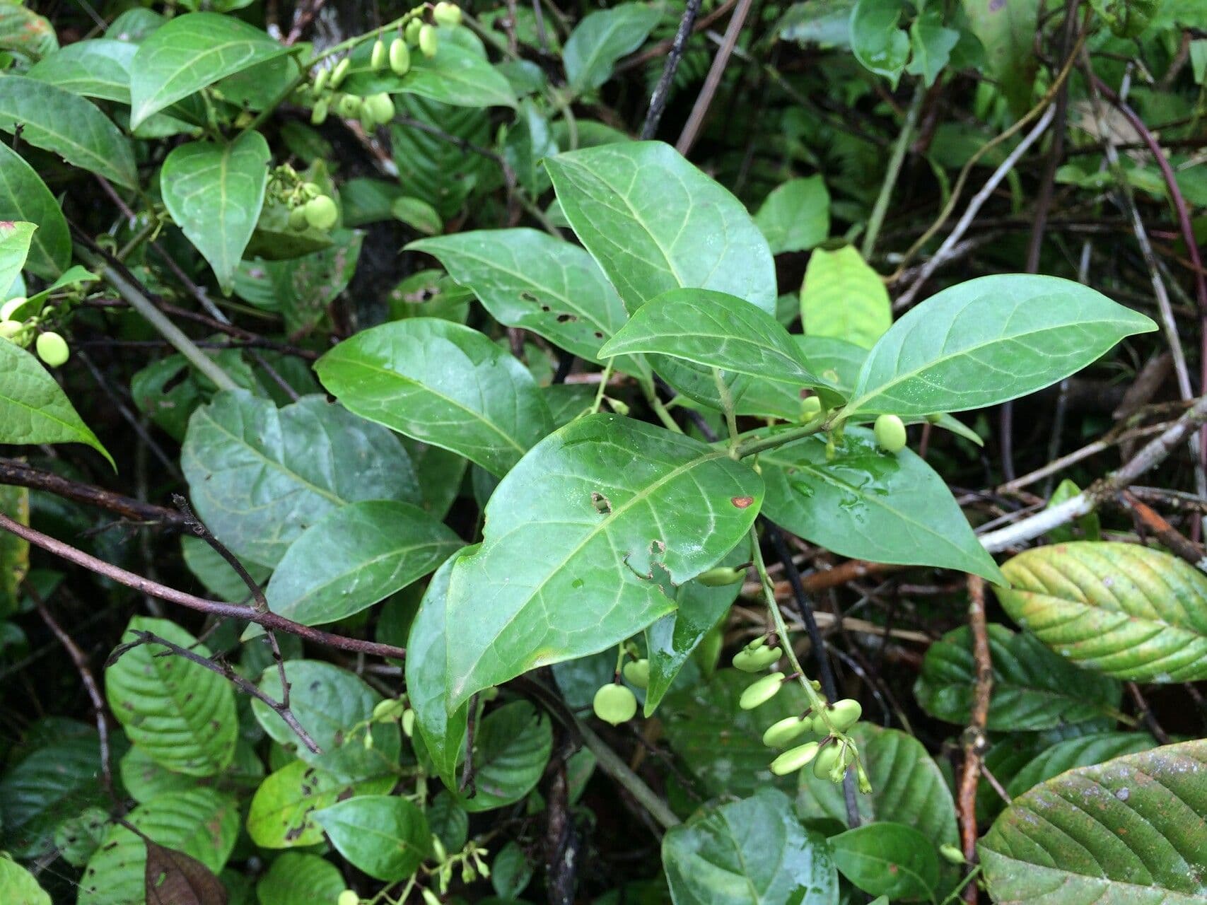 Chiococca 6