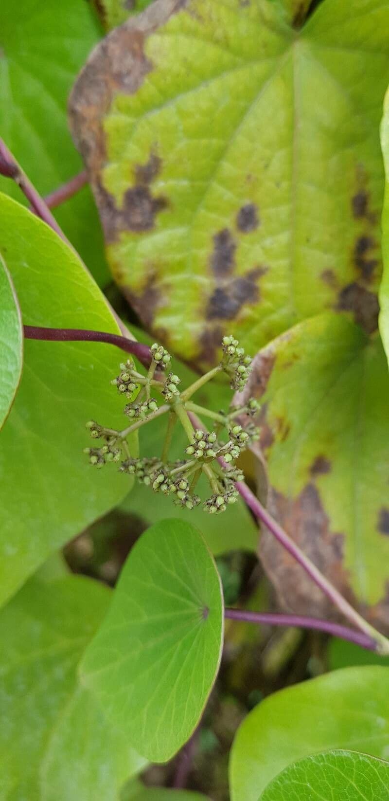 Stephania japonica